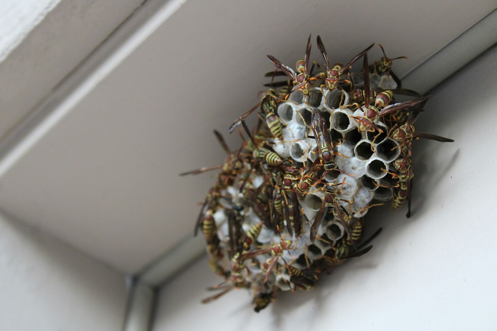 Wasp Treatment