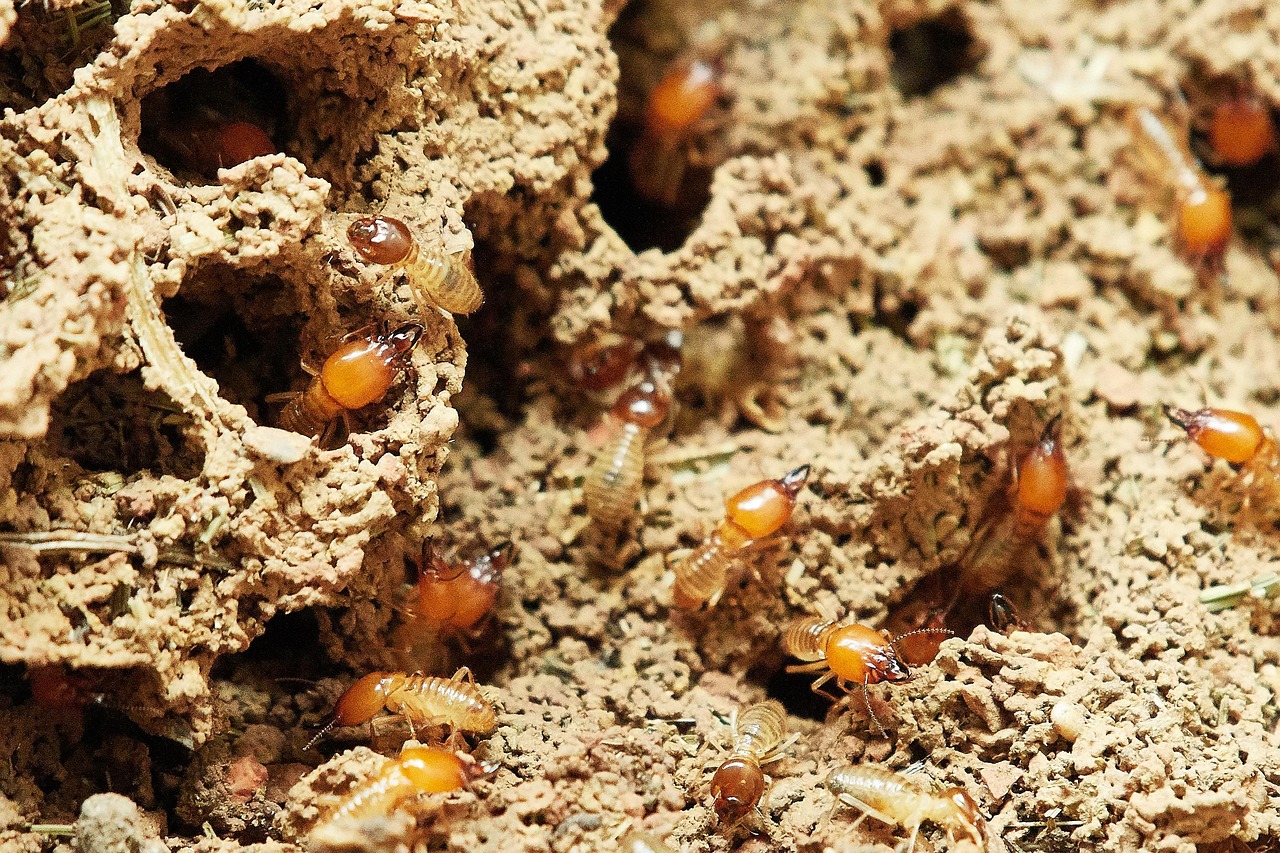 Pre-construction Termite Work